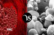 Difference between RBC and WBC