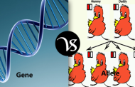 Difference between gene and allele