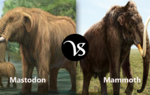 Difference between mastodon and mammoth
