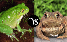Difference between frogs and toads