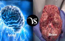Difference between mind and brain