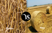 Difference between straw and hay