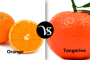Difference between judgment and opinion