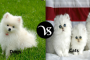 Difference between speed and velocity