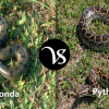 anaconda vs python maneuverability
