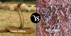 Difference between cape cobra and puff adder - Difference All